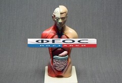 Модель Торс человека 42 сантиметра - fgospostavki.ru - Челябинск