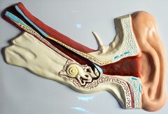 Модель барельефная "Ухо человека" (часть 1) - fgospostavki.ru - Челябинск