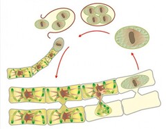 Модель-аппликация Размножение многоклеточной водоросли - fgospostavki.ru - Челябинск