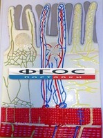 Модель барельефная "Ворсинка кишечная с сосудистым руслом" - fgospostavki.ru - Челябинск