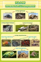 Стенд "Класс пресмыкающиеся" - fgospostavki.ru - Челябинск