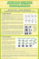Стенд "Деление клеток митоз, мейоз" - fgospostavki.ru - Челябинск
