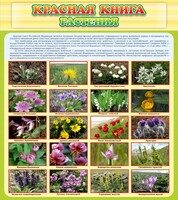 Стенд "Красная книга - растения" - fgospostavki.ru - Челябинск