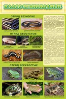Стенд "Класс земноводные" - fgospostavki.ru - Челябинск