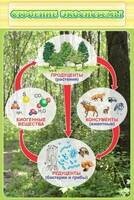 Стенд "Строение экосистемы" - fgospostavki.ru - Челябинск