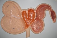 Модель барельефная "Желудок жвачного животного" - fgospostavki.ru - Челябинск