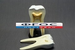 Модель "Строение зуба" - fgospostavki.ru - Челябинск