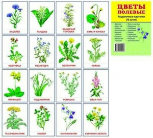 Раздаточные карточки "Цветы полевые" - fgospostavki.ru - Челябинск