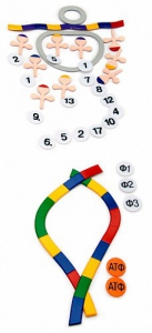 Модель-аппликация "Биосинтез белка" (набор из 49 пластмассовых фигур) - fgospostavki.ru - Челябинск