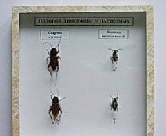 Коллекция энтомологическая "Половой диморфизм" - fgospostavki.ru - Челябинск