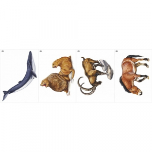 Модель-аппликация Многообразие хордовых. Млекопитающие - fgospostavki.ru - Челябинск