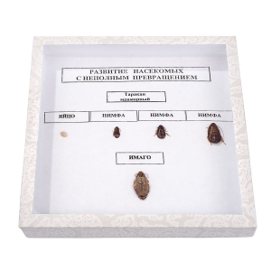 Коллекция "Развитие насекомых с неполным превращением" - fgospostavki.ru - Челябинск