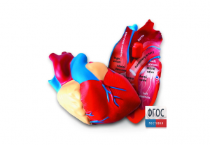 Модель сердца человека (анатомическая) - fgospostavki.ru - Челябинск