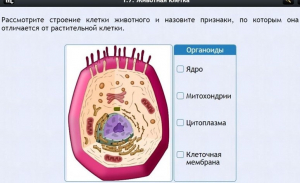 Интерактивные курсы. Биология 8 класс. Базовый - fgospostavki.ru - Челябинск