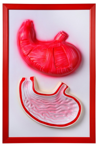 Барельефная модель "Желудок" - fgospostavki.ru - Челябинск