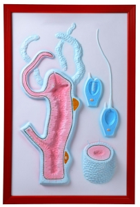 Барельефная модель "Строение гидры" - fgospostavki.ru - Челябинск