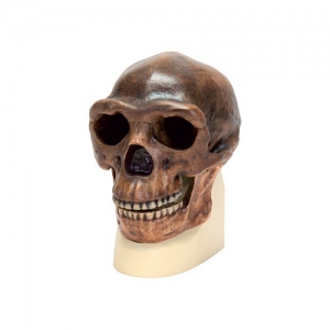 Модель черепа синантропа - fgospostavki.ru - Челябинск
