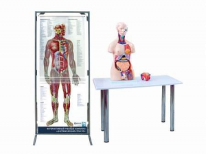 Интерактивный учебный комплекс "Анатомический атлас 3D" - fgospostavki.ru - Челябинск