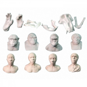 Набор моделей палеонтологических находок "Происхождение человека"	 - fgospostavki.ru - Челябинск