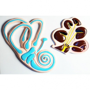 Модель барельефная "Ухо человека". Вариант 2 - fgospostavki.ru - Челябинск