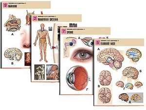 Комплект таблиц по биологии демонстрационных "Человек и его здоровье 2" (10 таблиц, формат А1, ламинированные) - fgospostavki.ru - Челябинск