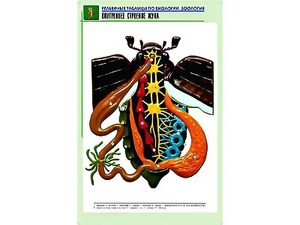 Рельефная таблица "Внутреннее строение жука" (формат А1, матовое ламинирование) - fgospostavki.ru - Челябинск