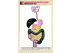 Рельефная таблица "Пищеварительный тракт" (формат А1, матовое ламинирование) - fgospostavki.ru - Челябинск