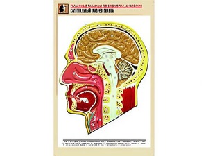 Рельефная таблица "Сагиттальный разрез головы" (формат А1, матовое ламинирование) - fgospostavki.ru - Челябинск