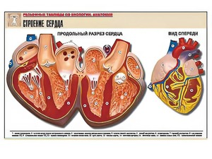 Рельефная таблица "Строение сердца" (формат А1, матовое ламинирование) - fgospostavki.ru - Челябинск