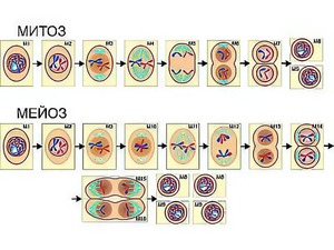 Модель-аппликация "Деление клетки. Митоз и мейоз" (ламинированная) - fgospostavki.ru - Челябинск