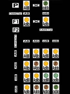 Модель-аппликация "Дигибридное скрещивание" (ламинированная) - fgospostavki.ru - Челябинск