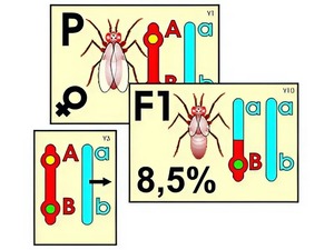Модель-аппликация "Перекрест хромосом" (ламинированная) - fgospostavki.ru - Челябинск