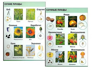 Коллекция "Семена и плоды" - fgospostavki.ru - Челябинск