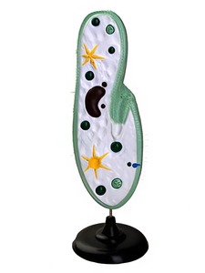 Модель инфузории-туфельки - fgospostavki.ru - Челябинск