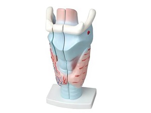 Модель гортани в разрезе - fgospostavki.ru - Челябинск