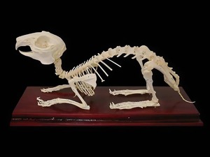 Скелет кролика - fgospostavki.ru - Челябинск