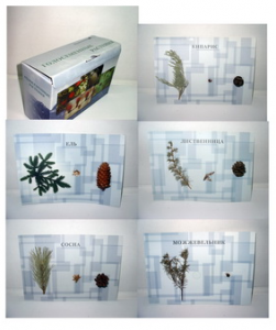 Коллекция "Голосеменные растения" - fgospostavki.ru - Челябинск