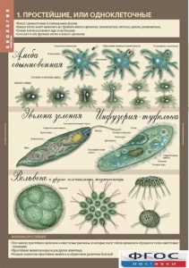 Комплект таблиц. Биология 7 класс. Животные. - fgospostavki.ru - Челябинск