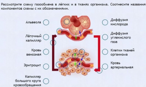 Интерактивные курсы. Биология 9 класс. Расширенный. - fgospostavki.ru - Челябинск