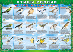 Комплект таблиц "Птицы России (4 листа)" (100х140 сантиметров, винил) - fgospostavki.ru - Челябинск