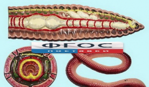 Модель барельефная "Внутреннее строение дождевого червя" - fgospostavki.ru - Челябинск