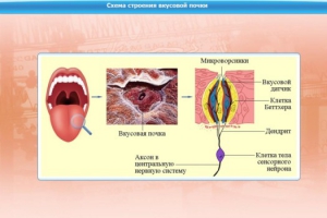 Интерактивные курсы. Биология 10 класс. Базовый. - fgospostavki.ru - Челябинск