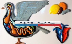 Модель барельефная "Внутреннее строение голубя" - fgospostavki.ru - Челябинск