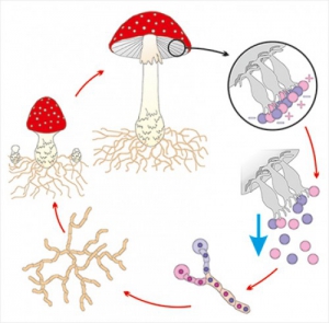 Модель-аппликация Размножение шляпочного гриба - fgospostavki.ru - Челябинск