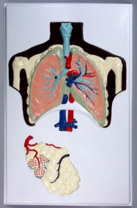 Модель барельефная "Строение легких" - fgospostavki.ru - Челябинск