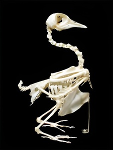 Скелет голубя - fgospostavki.ru - Челябинск