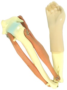 Модель локтевого сустава подвижная - fgospostavki.ru - Челябинск