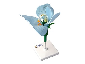 Модель цветка гороха - fgospostavki.ru - Челябинск