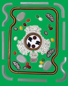 Модель-аппликация "Строение клетки" (набор из 54 пластмассовых фигур) - fgospostavki.ru - Челябинск