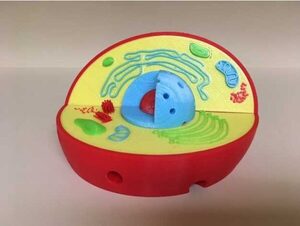 Модель растительной клетки - fgospostavki.ru - Челябинск